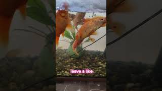 Feeding my fish beautiful oscarfish aquarium oscarfeeding fishtank fish fishfeeding [upl. by Yelserp216]