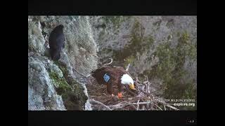 Bald Eagle Akecheta Catches a Fish and Eats it on the Nest 12302023 exploreorg [upl. by Arin304]