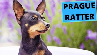 Prague Ratter  TOP 10 Interesting Facts  Prazsky Krysarik [upl. by Nura]