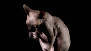 The Truth About Sphynx cat veterinar pets [upl. by Jocelin]