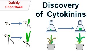 Discovery of Cytokinins  Function of cytokinins [upl. by Adnale]