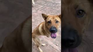 A dog with no forelimbs rescued from a dog meat slaughterhouse Hes strong and happy now [upl. by Anirret]