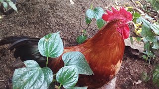 My Attacking Rooster 😱 Bantam chickens 🐓🐓 Roosters viral trending [upl. by Hailahk]