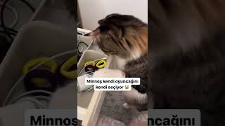 Kendi oyuncağını kendi seciyormus 😻 cat kedi cats catlover catlovers 🎥minnosveramo [upl. by Darnok]