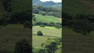 Las milpas en la etelnaturaleza [upl. by Irotal562]