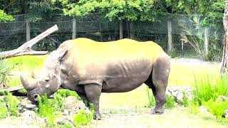 Oldest Southern White Rhino Needs Surgery [upl. by Ylellan981]