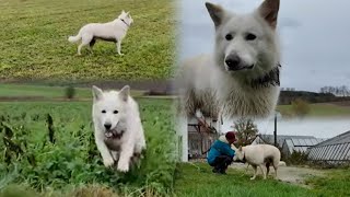 Spaziergang mit Schweizer Schäferhund Charlie [upl. by Antonie735]