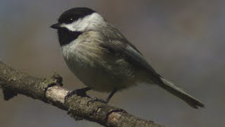 Carolina chickadee singing on tree branch [upl. by Marek]