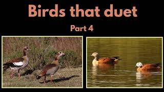 BIRDS THAT DUET  part 4  Egyptian Goose and South African Shelduck duets [upl. by Pascoe]