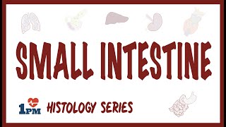 Small Intestine Histology [upl. by Wilden273]