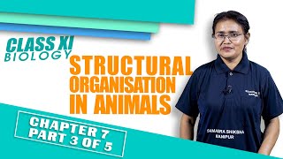 Class XI Biology Chapter 7 Structural Organisation in Animals Part 3 of 5 [upl. by La]