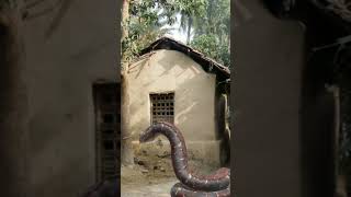 Snake🐍 snake video 🇧🇩👍 subscribe 😍shorts trending snake [upl. by Anders]