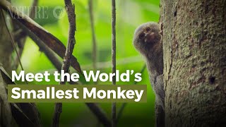 Meet the Worlds Smallest Monkey [upl. by Winograd]