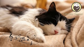 Calming Music for Cats  Relaxation Deep Sleep Stress Relief Peaceful Piano Music [upl. by Punke]