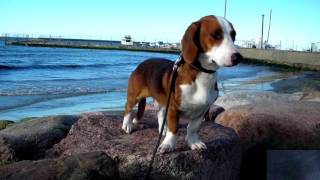 Drever  Swedish Dachsbracke  Dog Breed [upl. by Ewnihc538]