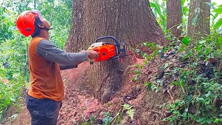 Very Dangerous ‼️ cut down large and tall mahogany trees [upl. by Latini]