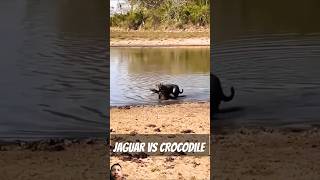 Jaguar vs crocodile animals crocodile selvagens wildlife jaguar tiger leopard cat bigcats [upl. by Kokaras990]