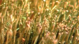 What Is The Broomcorn Plant [upl. by Aidnac]