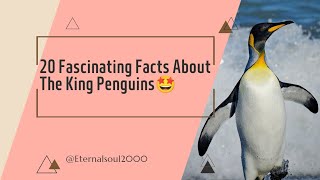 20 Fascinating Facts About The King Penguins🤩 [upl. by Sverre]