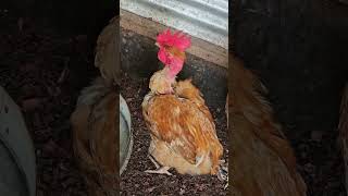 Poultry farming  Chicken farming farmer chicken farming farmlife poultry poultryfarming [upl. by Aniuqahs]