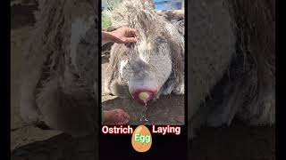 Ostrich laying an egg🥚  ostrich bird laying eggs  🥚 ostrich egg shorts [upl. by Datnow]