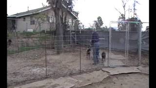 11weekold German Shepherd Kita works goats in small pen [upl. by Enomal]