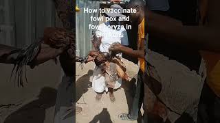 Vaccinating Fowl pox and Fowl Coryza in Sasso Chickens poultryfarming organicfarming vaccinated [upl. by Fachan]