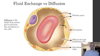 Lecture 2 Capillary Fluid Exchange [upl. by Sidonie]