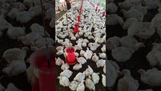 High Temperatures at the Poultry Farmpoultry poultryfarming farming trending shorts [upl. by Chancelor]