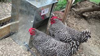 Chicken Treadle Feeder [upl. by Ahse]