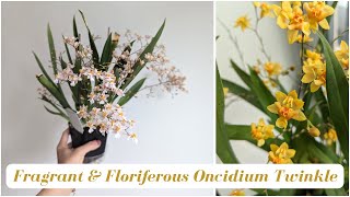 Compact Easy to Grow Fragrant Orchid  Oncidium ✨Twinkle✨ 100s of flowers [upl. by Yesllek]