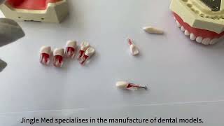 Jingle Med Dental Model Endodontistdentaleducation dentist dentaltraining dentalclinic [upl. by Orton]