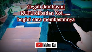 Kutu di Badan Koi Dimilin aja Begini Cara Membasminya [upl. by Senecal]