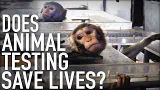 Does Animal Testing Save Lives GRAPHIC [upl. by Ruelu]