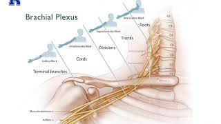 Upper Extremity Nerve Blocks 2020  Dr Bauereis [upl. by Analise]