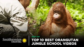 Top 10 Best Orangutan Jungle School Videos 🤩 Smithsonian Channel [upl. by Haines]