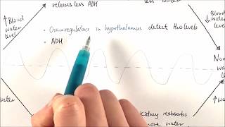 A2 Biology  Osmoregulation OCR A Chapter 156 [upl. by Christopher]