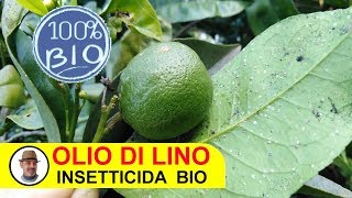 OLIO DI LINO INSETTICIDA BIOLOGICO tutte le indicazioni [upl. by Frech704]