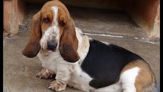 Basset Hound [upl. by Nnairb]