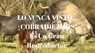 😱¡Lo Nunca Visto ¡COBRADIEZMOS Toro de Lidia Indultado Semental Victorino ES UN GRAN REPRODUCTOR [upl. by Hunfredo]