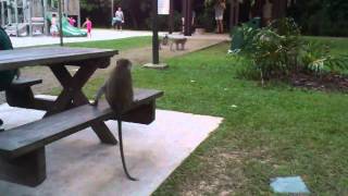 Monkeys Longtailed Macaques in Bukit Batok Nature Park Singapore [upl. by Reiniar]