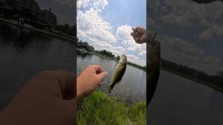 CAST CATCH RELEASE REPEAT POND FISHING WITH FRIENDS LARGEMOUTH BASSfishingshortstrendingyt [upl. by Aikal611]