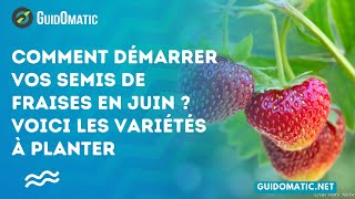 👉 Comment démarrer vos semis de fraises en juin  Voici les variétés à planter [upl. by Rudman]