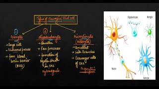 Neural Control and Coordination Lec 2 I Myelinogenesis I Neuroglia Glial cell I Biology I NEET [upl. by Akemhs]