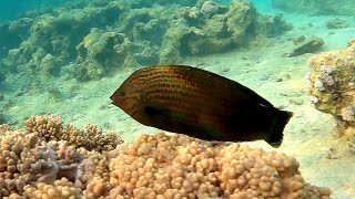 Dusky wrasse Halichoeres marginatus Темный тамарин [upl. by Nare]