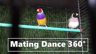 Gouldian Finch Courtship Dance change music [upl. by Madora]