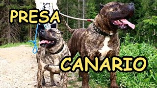 Presa Canario Strong Guard Dog [upl. by Tarrsus]