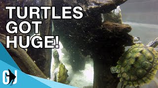 561 300 GALLON TURTLE TANK OVERHAUL  Update Monday [upl. by Alemap427]