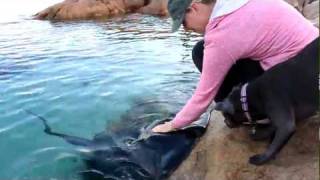 Hand feeding wild Stingrays [upl. by Haywood]