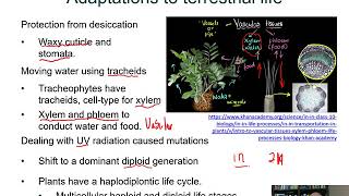 BIOL 1407 Lecture 29 Seedless Plants [upl. by Nnyleak]